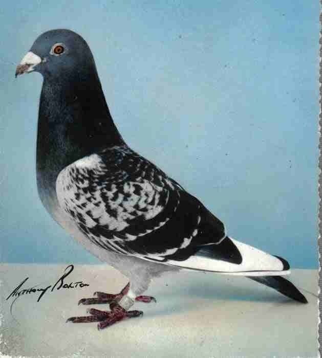 funkypigeon Avatar