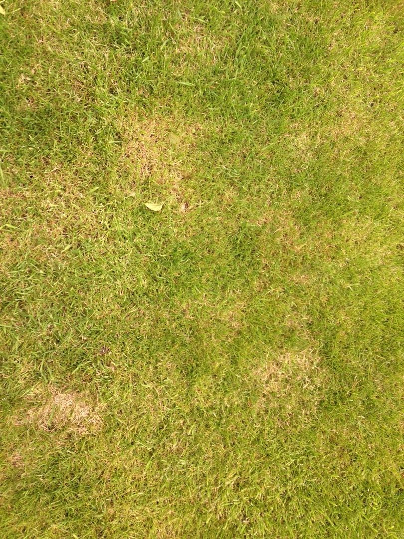 IMG_3713_zps8c8hkqkg.jpg