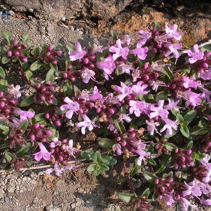 100 Creeping Thyme Seeds Thymus Serpyllum Blue Rock Cress Flower Seed