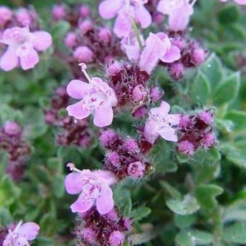 100 Creeping Thyme Seeds Thymus Serpyllum Blue Rock Cress Flower Seed S057