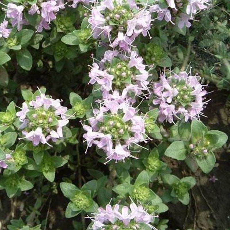 100 Creeping Thyme Seeds Thymus Serpyllum Blue Rock Cress Beautiful