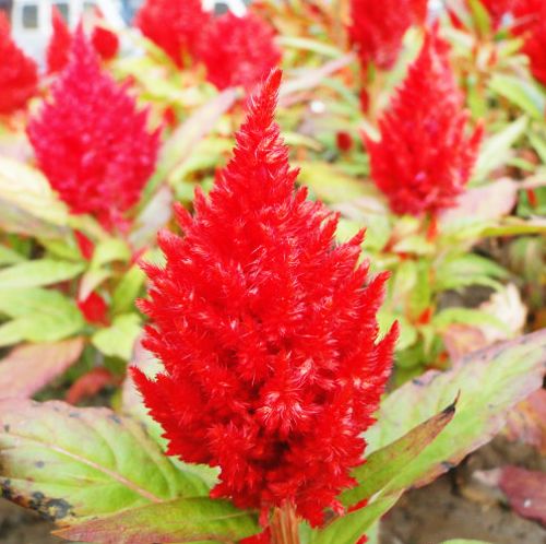 Cockscomb Seeds 50 Seeds Celosia Plumosa Flower Garden Seeds Hot A067 