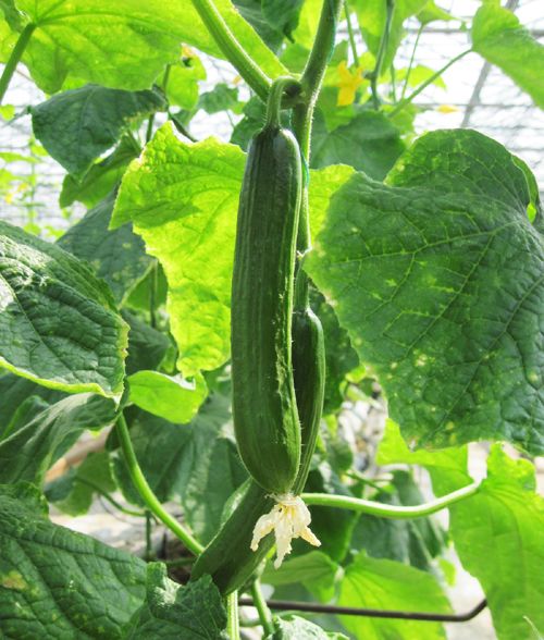 Dutch Cucumber 5 Seeds Cucumis Sativus Holland Cucumber Vegetable Seeds