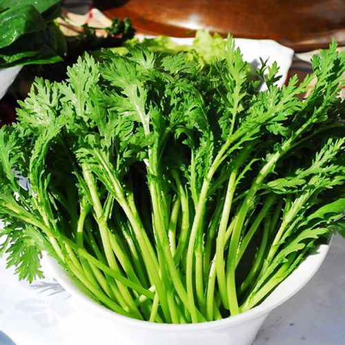 Crown Daisy Seeds 100 Seeds Chrysanthemum Coronarium Vegetable Garden