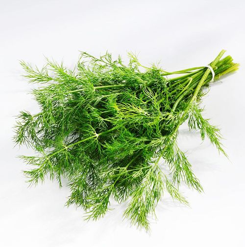 30 Rare Yellow Dill Seeds Graveolens Chinese Herb Organic eBay
