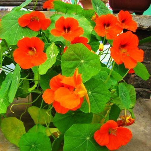 SemiTrailing Garden Nasturtium Seed 8 Seed Tropaeolum Majus Hanging