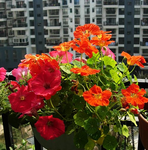SemiTrailing Garden Nasturtium Seed 8 Seed Tropaeolum Majus Hanging
