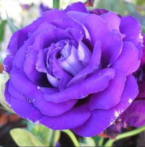 SeedsHot Purple Rare Rose Beautiful Flower Buy SeedsHot Purple Rare