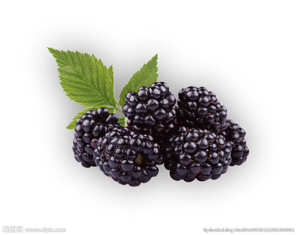 100 Blackberry Seeds Organic Seeds S010 eBay
