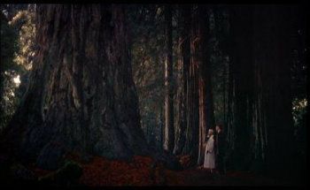 forest_edited photo forest_edited_zps1b6259bd.jpg