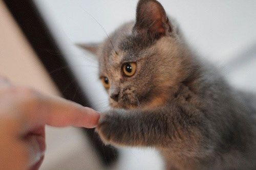 funny-cute-fist-bump-cat_zps7bf89a36.jpg