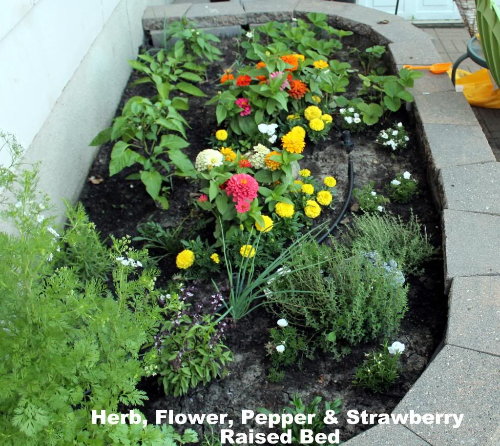 Herb, Strawberry, Pepper & Flower Garden
