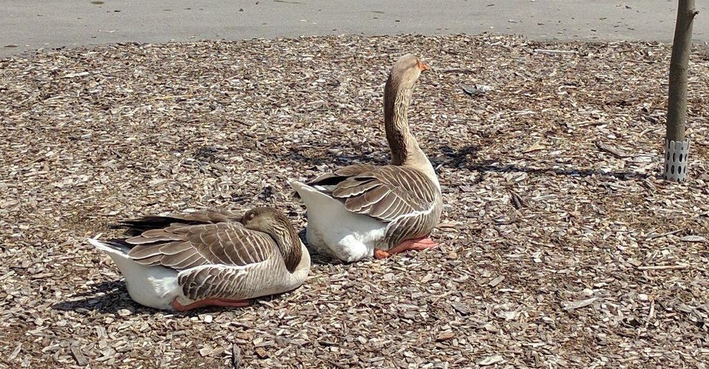 geese