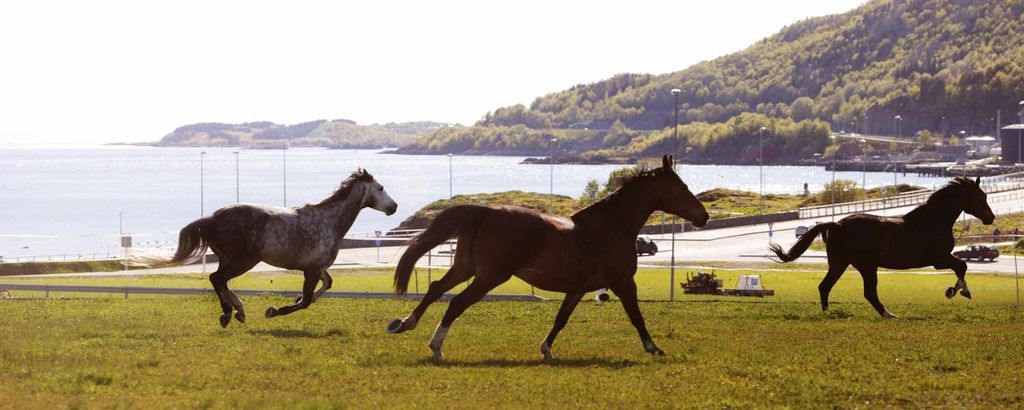  photo Hestene loslashper fra seg etter masse jobbing paring barneridingen 3_zpsqmbvtkr6.jpg
