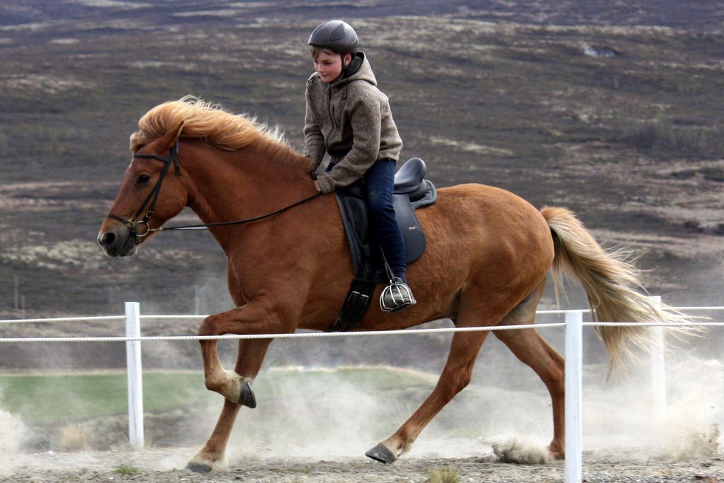 Edvard Fodstad Dacke og Ljuflingur fra Kvistli photo Edvard Fodstad Dacke og Ljuflingur fra Kvistli 2_zps3jsvqmaq.jpg