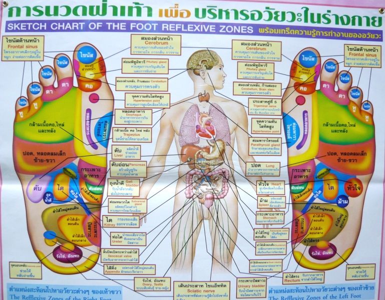 NEW 1 POSTER SKETCH CHART OF THE FOOT REFLECTIVE ZONES THAI MASSAGE