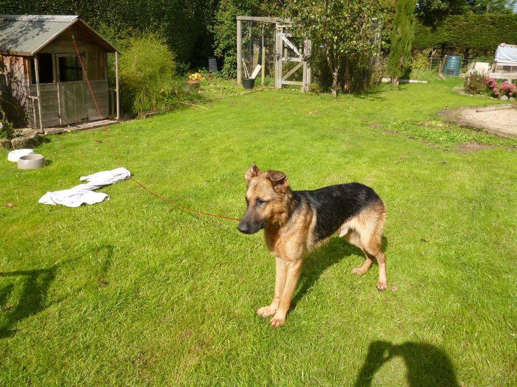 German Shepherd Rescue Surrey Topic Black And Gold Short