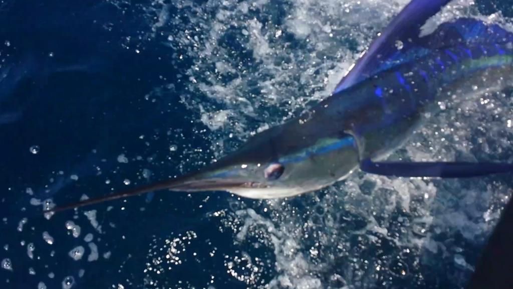 Marlin2_zps491a6765.jpg