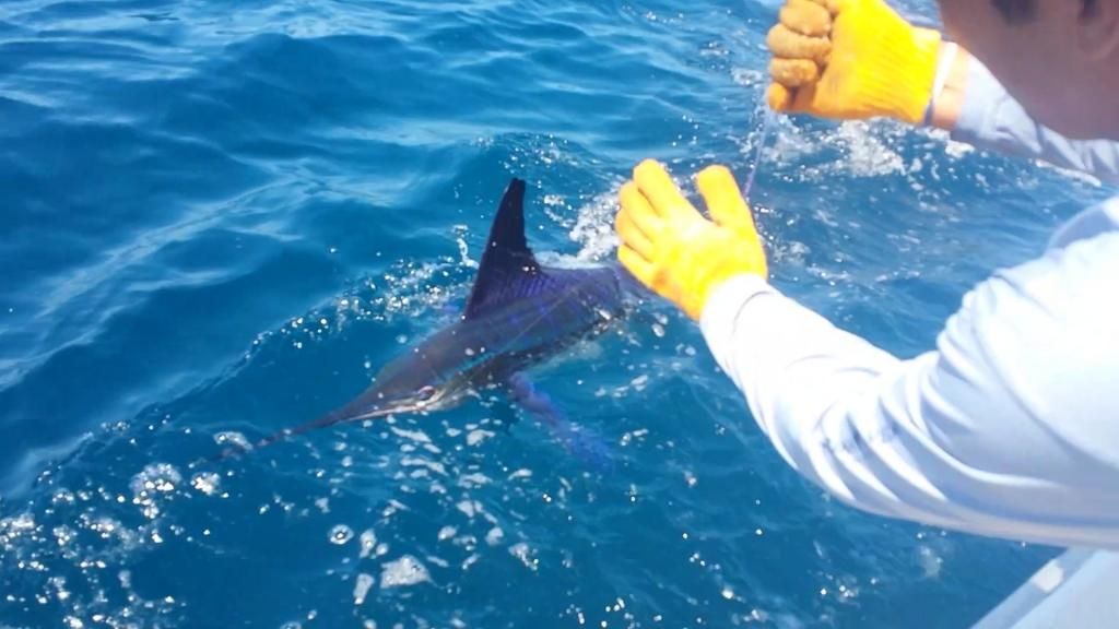 Marlin3_zps6fa04e5a.jpg