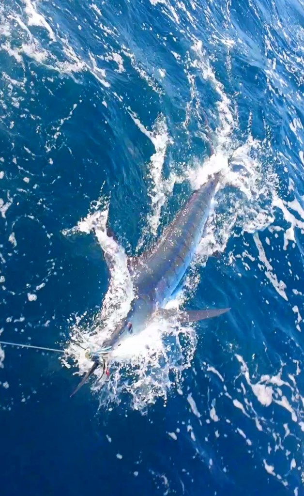 Marlin_zpsa1bafc96.png