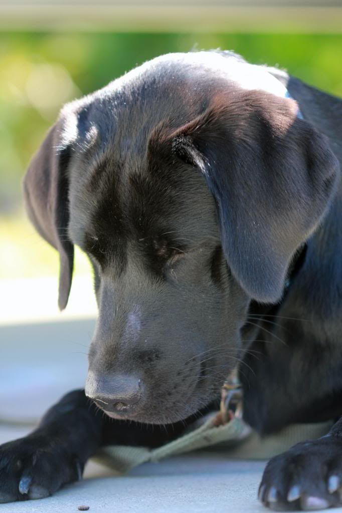 IMAGE: http://i1302.photobucket.com/albums/ag135/ridergrl99/stoney033e_zps2536d0a1.jpg