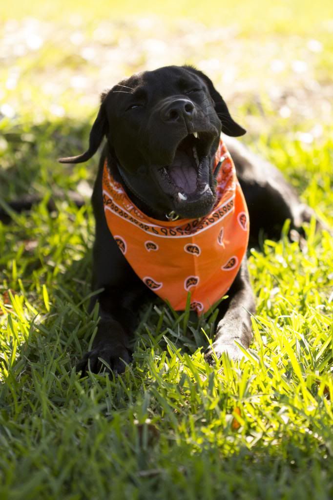 IMAGE: http://i1302.photobucket.com/albums/ag135/ridergrl99/stoney7mo040e_zps2087bb6b.jpg