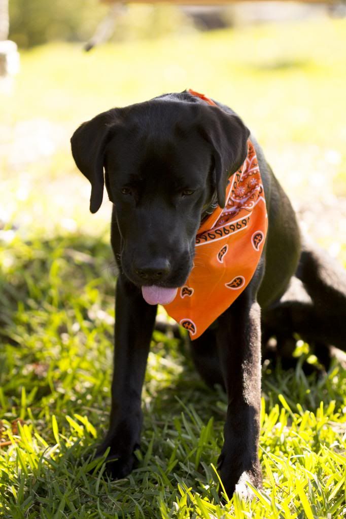 IMAGE: http://i1302.photobucket.com/albums/ag135/ridergrl99/stoney7mo055e_zpsd6dfe688.jpg