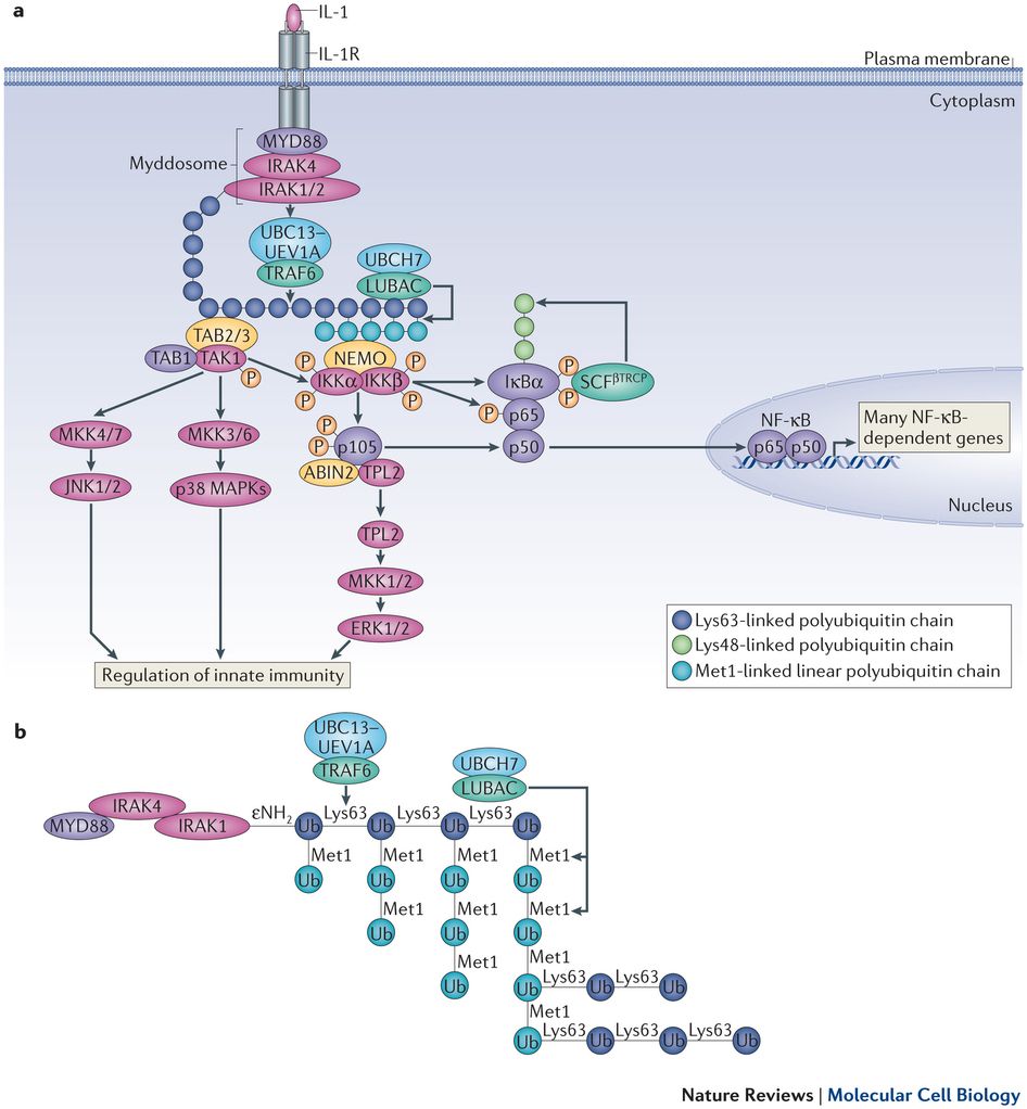 external image IRAK4%20picture_zpsjpoubsdk.jpg