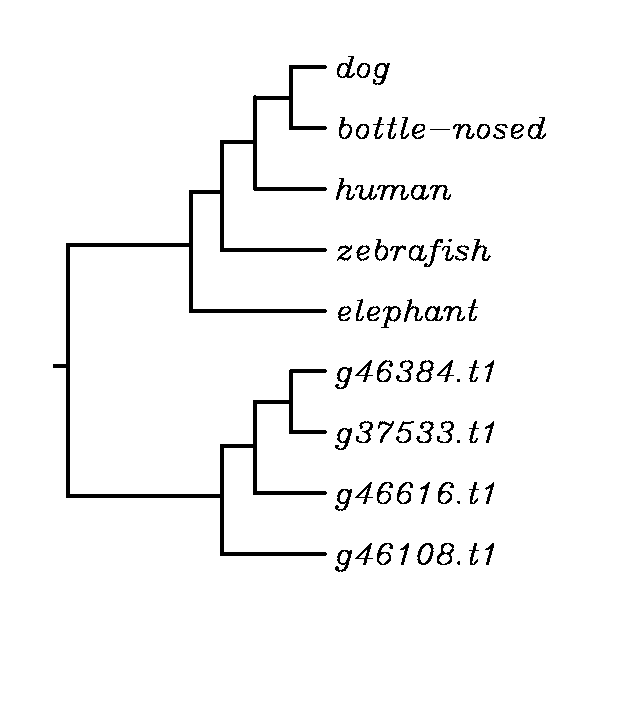 external image NOD1%20phylogenetic%20tree_zpsjpspbg0c.png