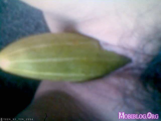 © Mobiblog.Org