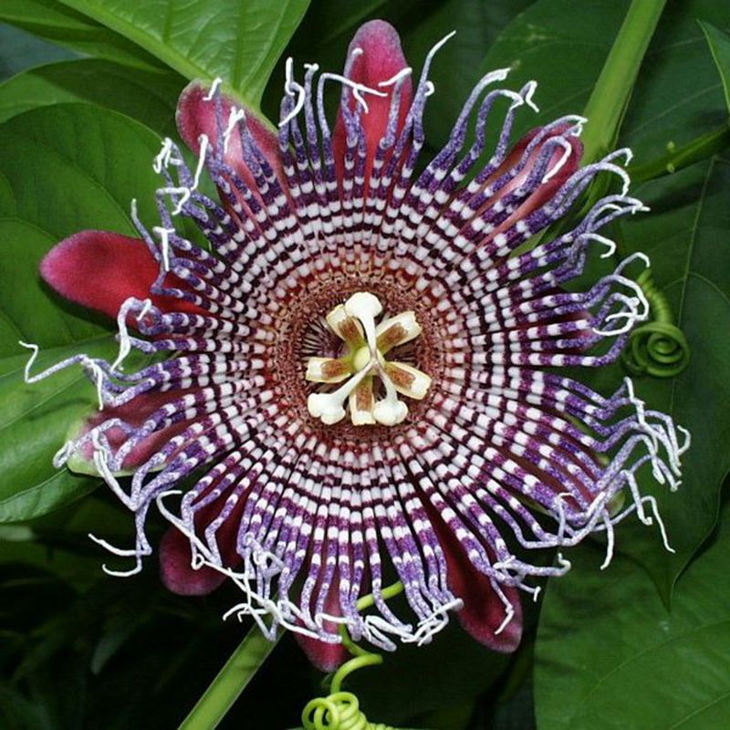 20 Rare Passiflora Edulis Seeds Fresh Passion Fruit Organic S050 | eBay