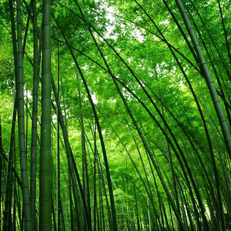 moso bamboo