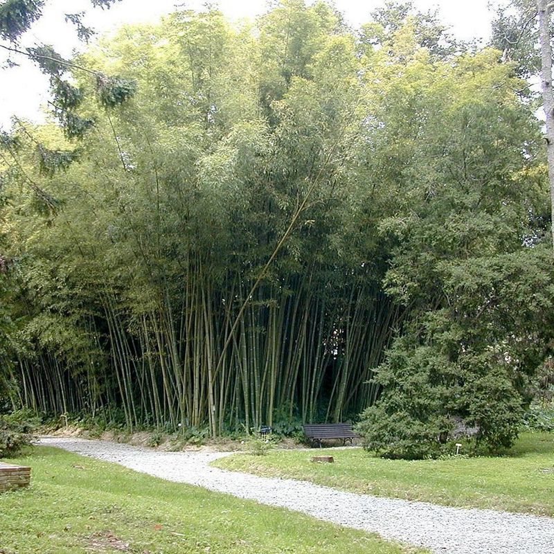 giant bamboo moso