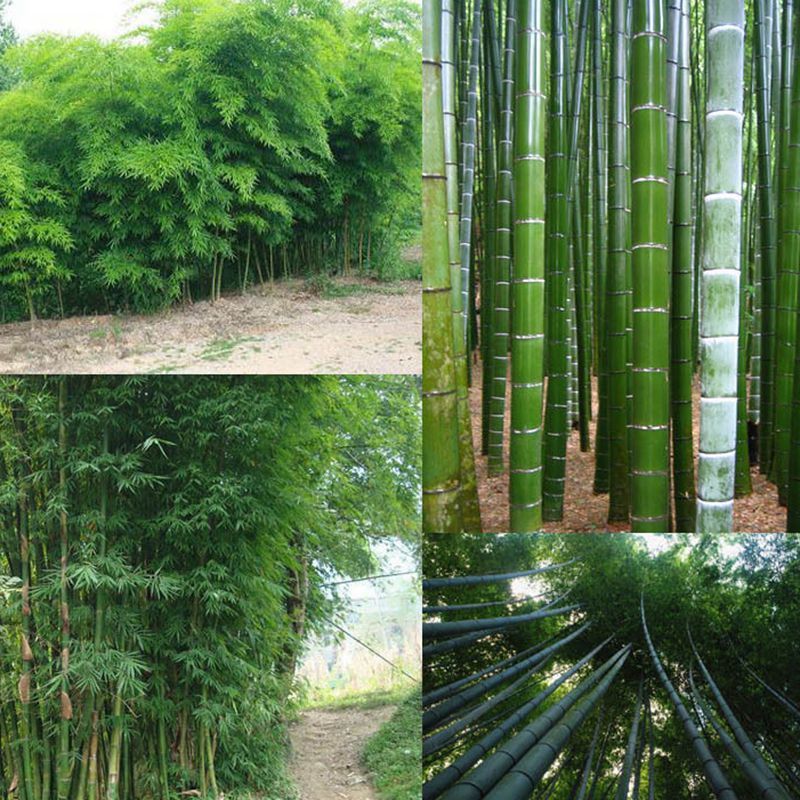 60 Giant Moso Bamboo Seeds Phyllostachys Pubescens Garden Plants S055 ...