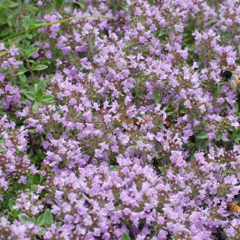 100 Creeping Thyme Seeds Thymus Serpyllum Blue Rock Cress Flower Seed S057