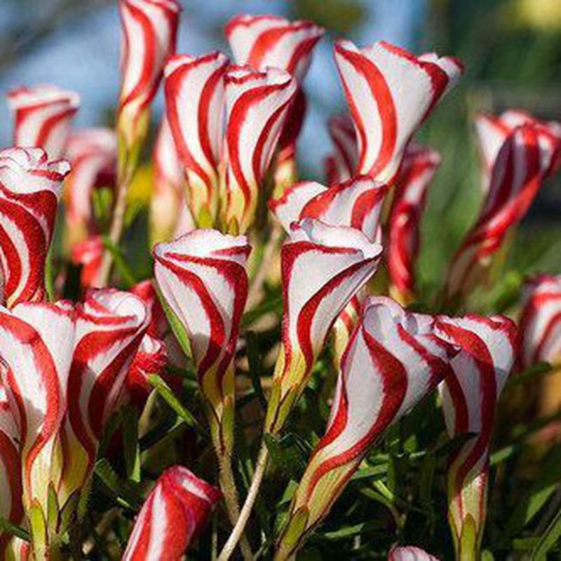 100Pcs Seeds Oxalis Versicolor Candy Cane Sorrel Garden Home Perennial Plants 