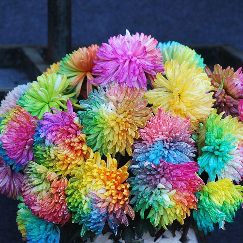 100pcs Rainbow Chrysanthemum Flower Seeds Special unusual Garden Decor Colo G3Z2 