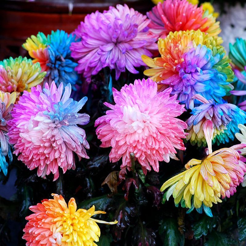 100 Pcs Rainbow Chrysanthemum Flower Seeds DIY Home Garden Plant Seed S097