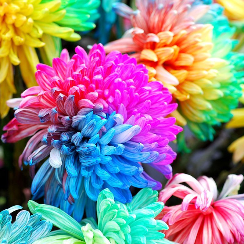 100 Pcs Rainbow Chrysanthemum Flower Seeds DIY Home Garden Plant Seed S097
