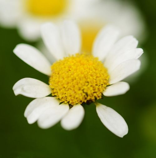 Original Package 30 White Daisy Seeds Leucanthemum Paludosum A048