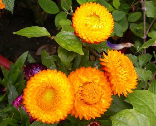 50 Straw flower Seeds Helichrysum Bracteatum Ornamental Garden Flowers