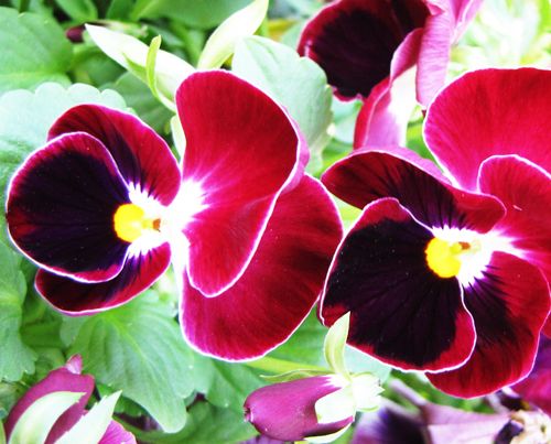 Pansy Red Spot Seed 50 Seeds Viola Tricolor Herb Trinity Flower Garden Seed A088