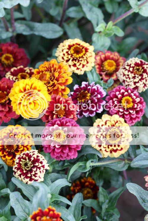Details About 50 Classic Zinnia Elegans Seeds Youth And Old Age Ornamental Garden Flowers - 