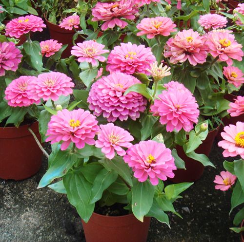 Youth-and-old-age Seed 50 Seeds Purple Fireball Zinnia Elegans Flower Seeds A126