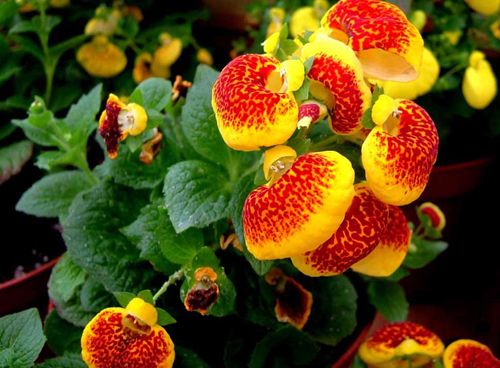 30 Calceolaria Seeds Calceolaria herbeohybrida Slipperwort Garden Flowers
