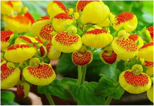 30 Calceolaria Seeds Calceolaria herbeohybrida Slipperwort Garden Flowers