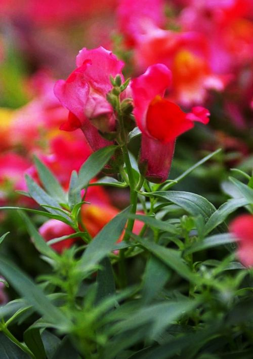 Details about 60 Red Snapdragon Seeds Common Snapdragon Antirrhinum Majus Garden Flowers