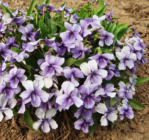 50 Viola Yedoensis Seeds Herba violae Viola philphica munda Garden Flowers