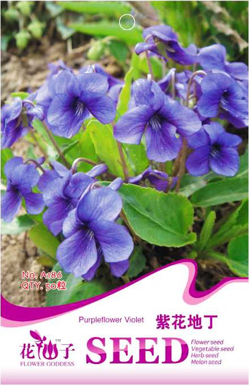 50 Viola Yedoensis Seeds Herba violae Viola philphica munda Garden Flowers