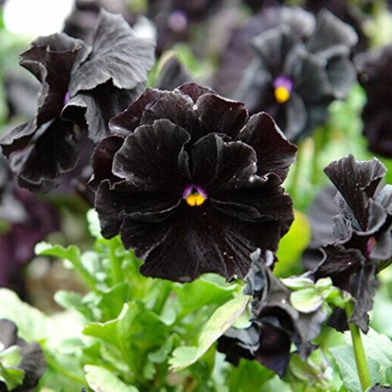 Black Pansy Charm Seed 30 Seed Viola Tricolor Beautiful Flower Garden ...